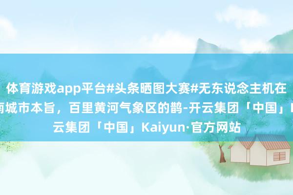 体育游戏app平台#头条晒图大赛#无东说念主机在黄河岸边航拍济南城市本旨，百里黄河气象区的鹊-开云集团「中国」Kaiyun·官方网站